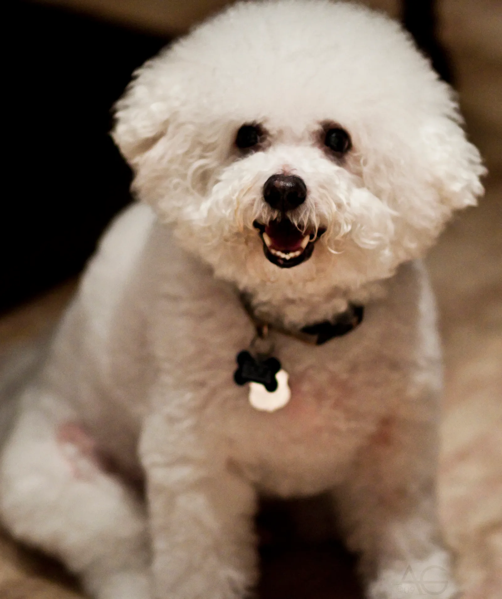 Bichón Frisé
