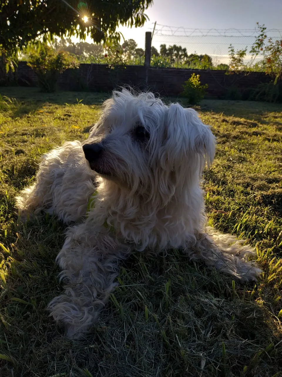 Bichón Maltés