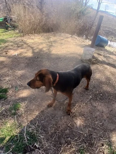 Black and Tan Coonhound