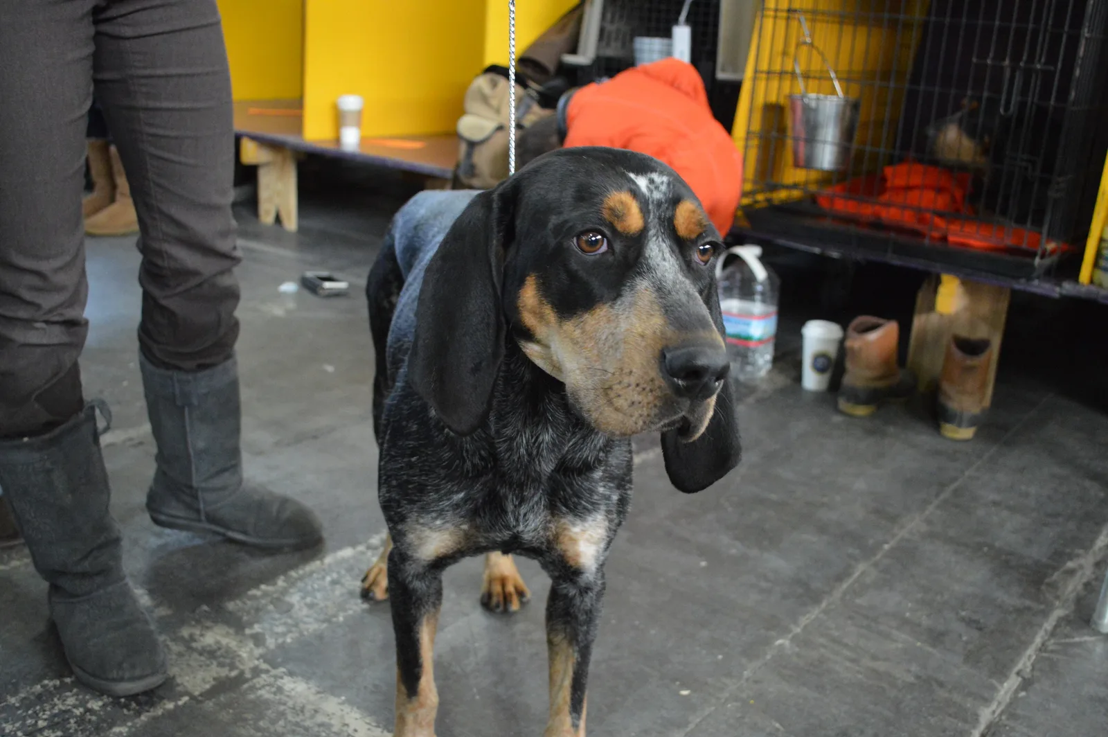 Bluetick Coonhound