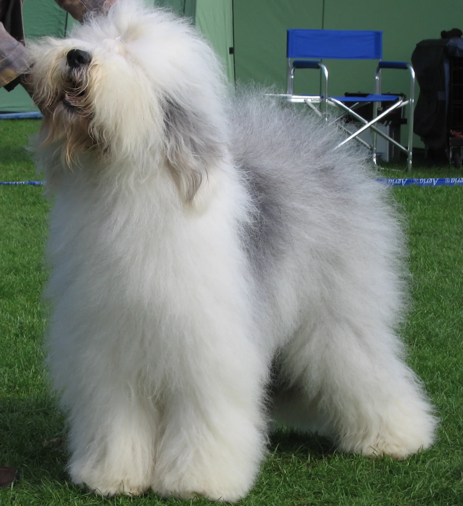 Bobtail