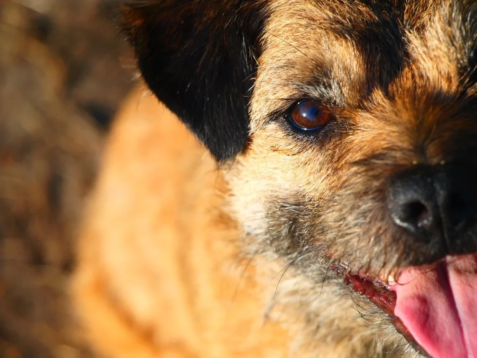 Border Terrier
