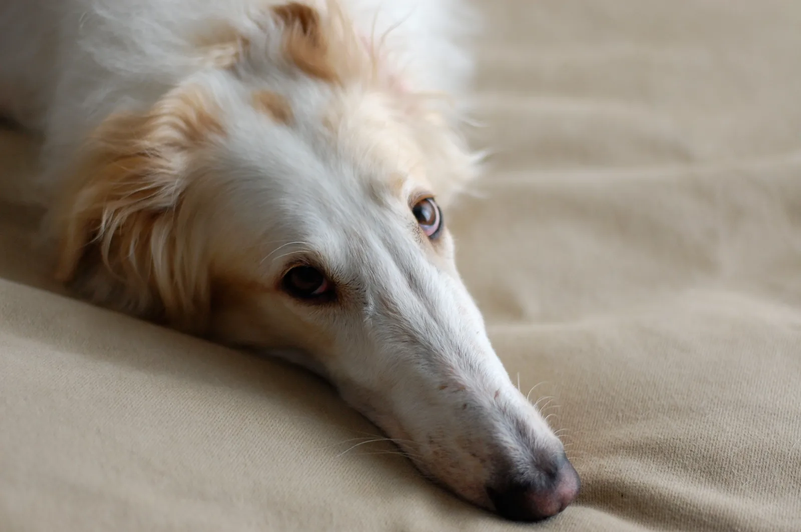 Borzoi