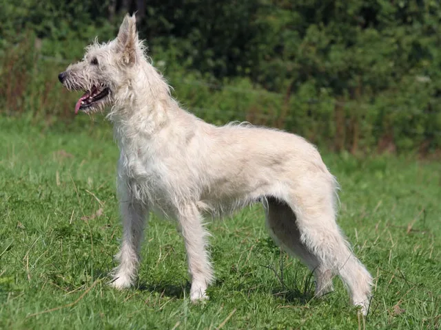 Bouvier de las Ardenas