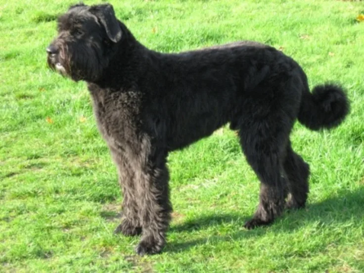 Bouvier de Flandes