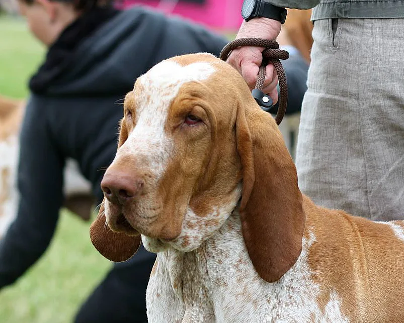 Bracco Italiano