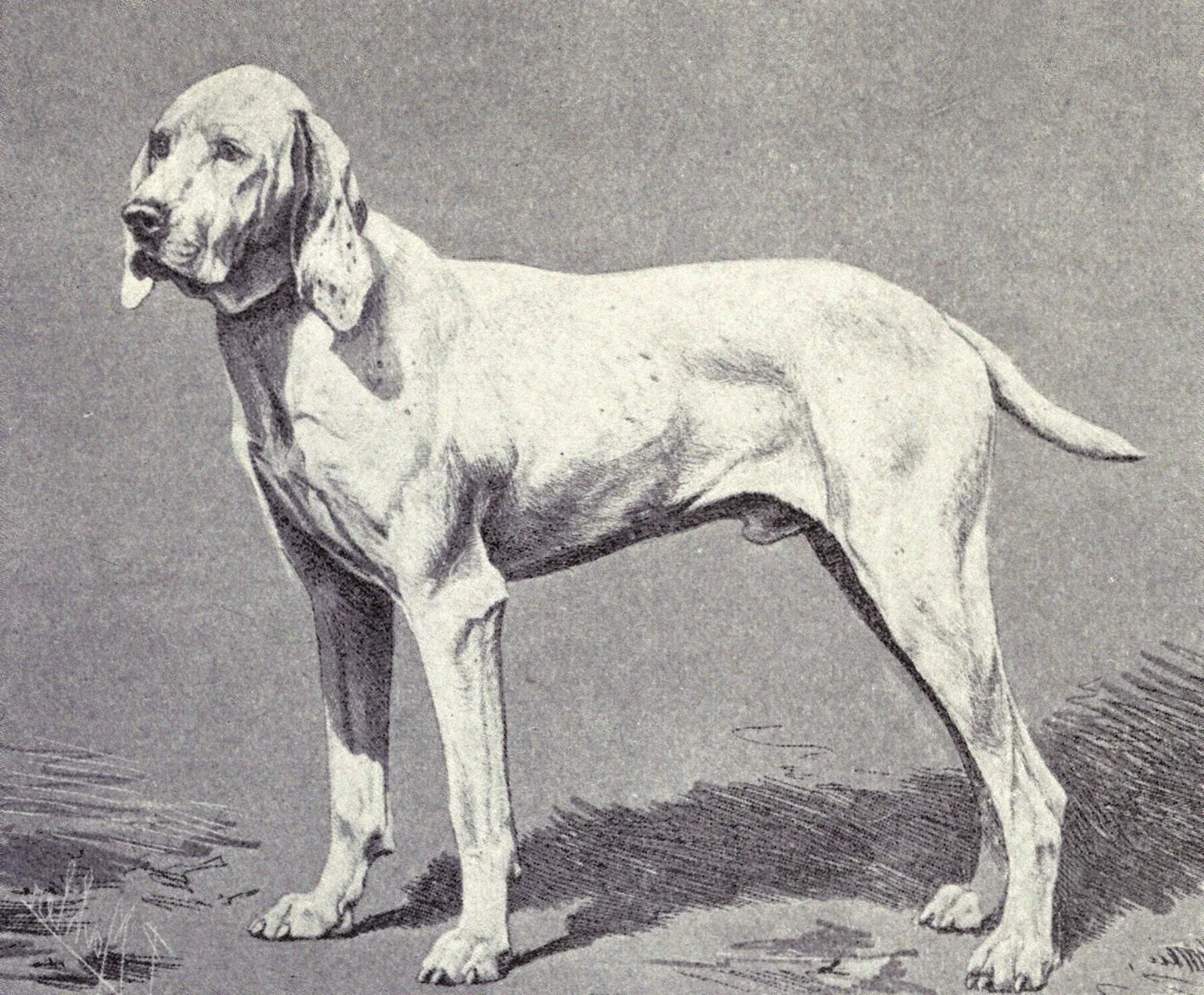 Braco de Ariège