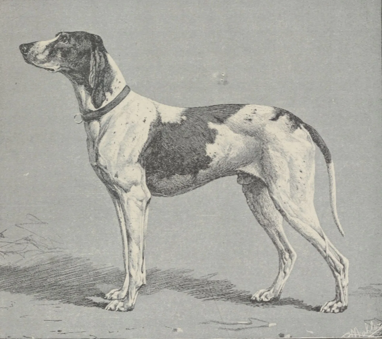 Braco de Dupuy