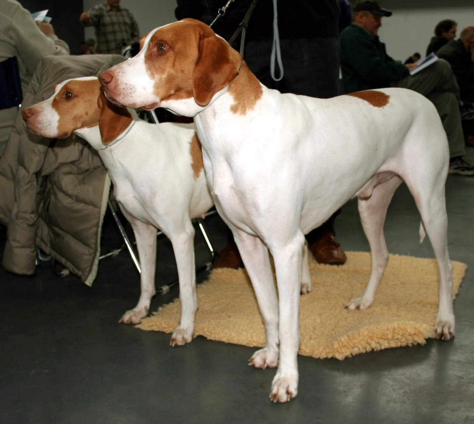 Braco de Saint-Germain