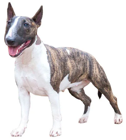Bull Terrier Miniatura
