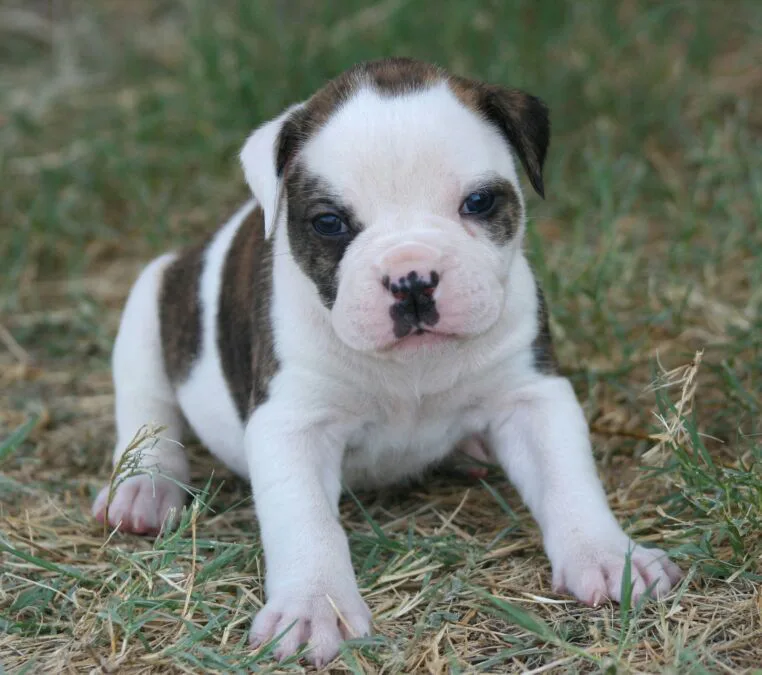 Bulldog Americano