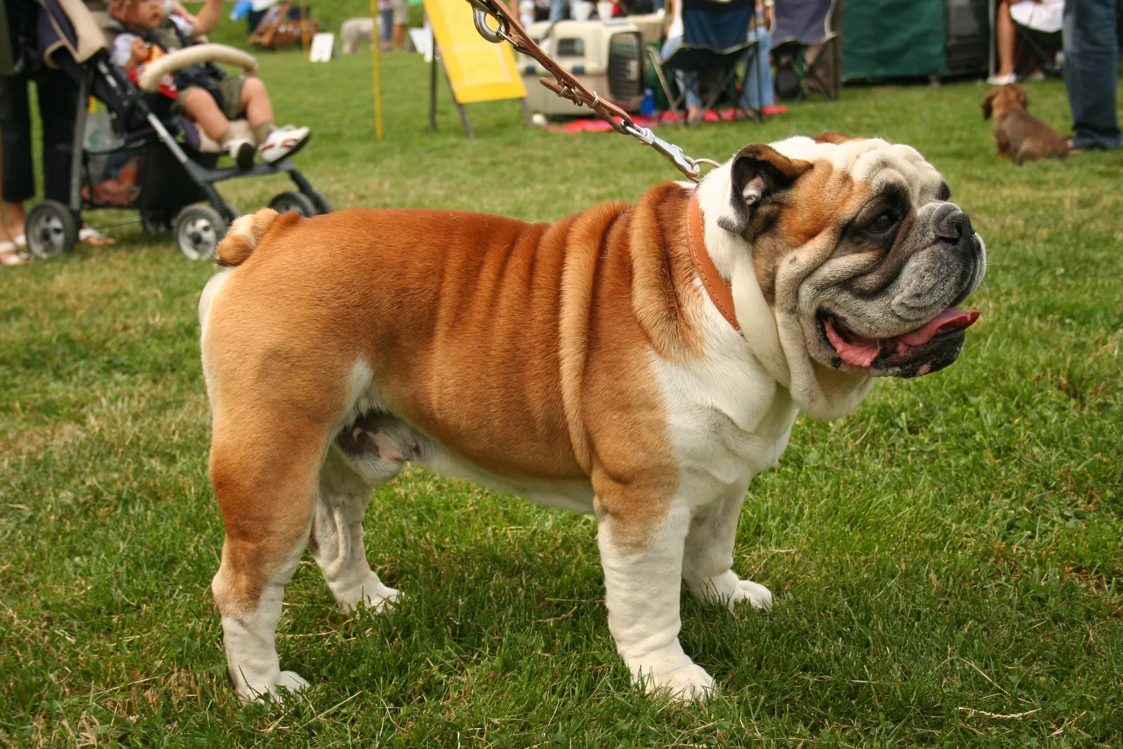 Bulldog Inglés