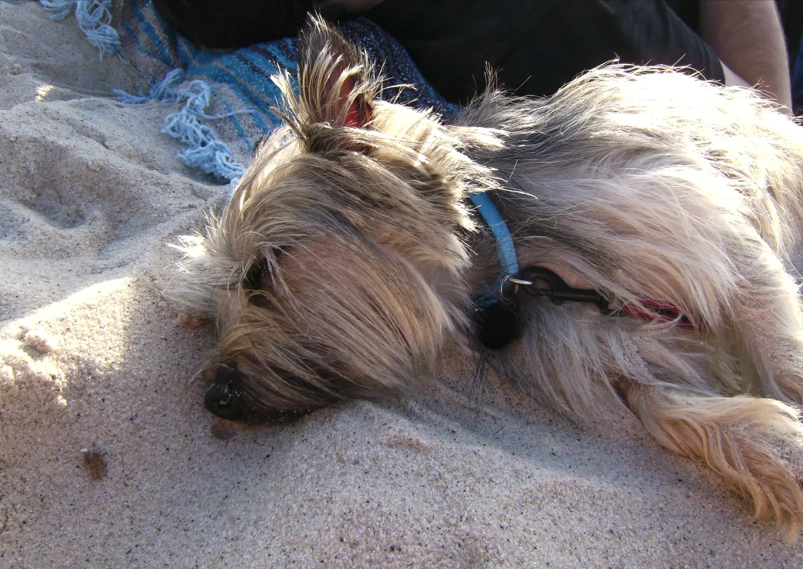 Cairn Terrier