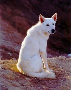 Perro de Canaan