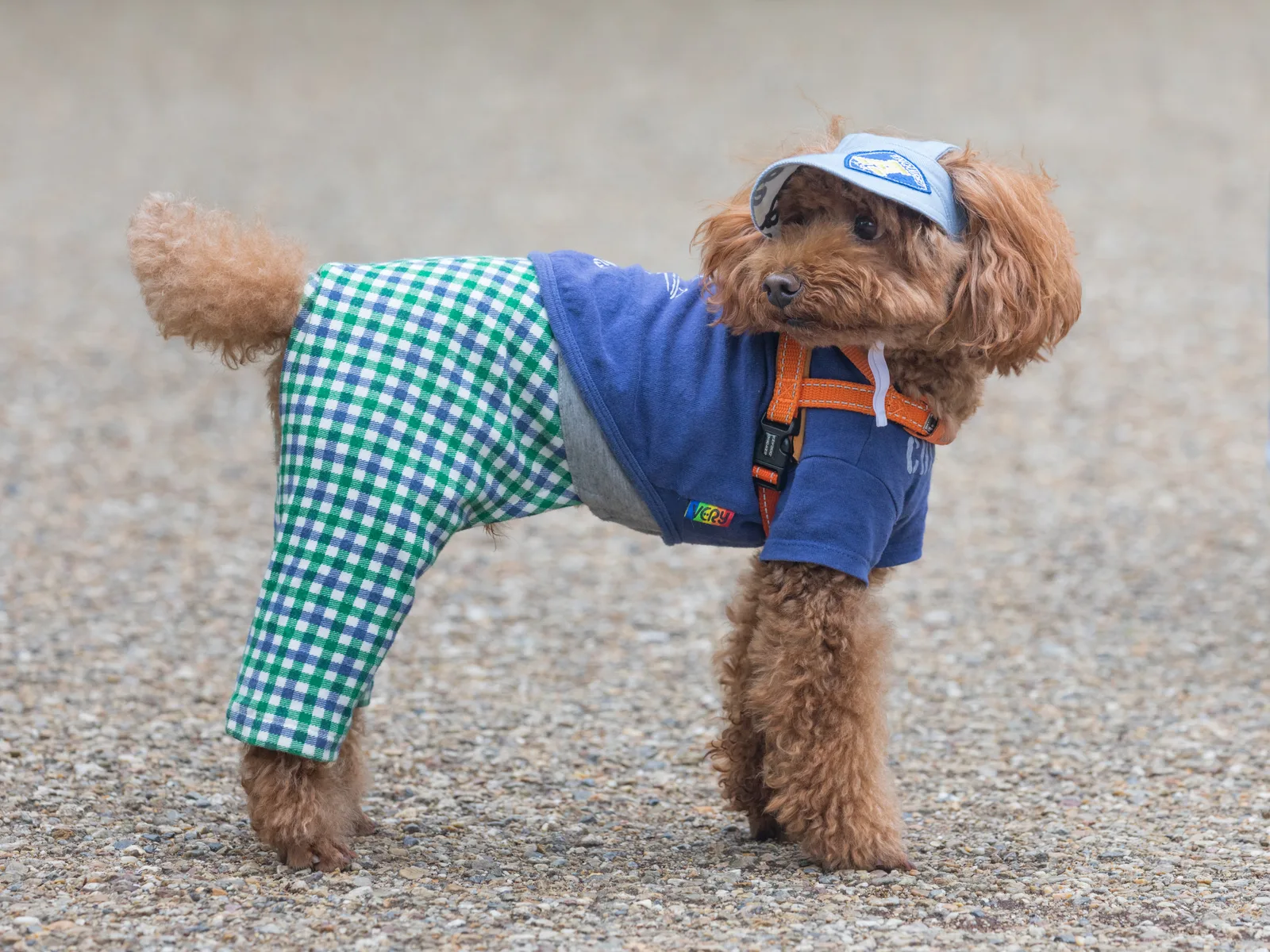 Caniche