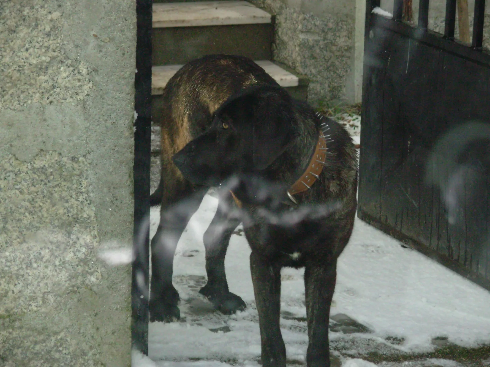 Cão de Castro Laboreiro