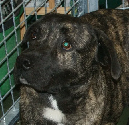 Cão Fila de São Miguel