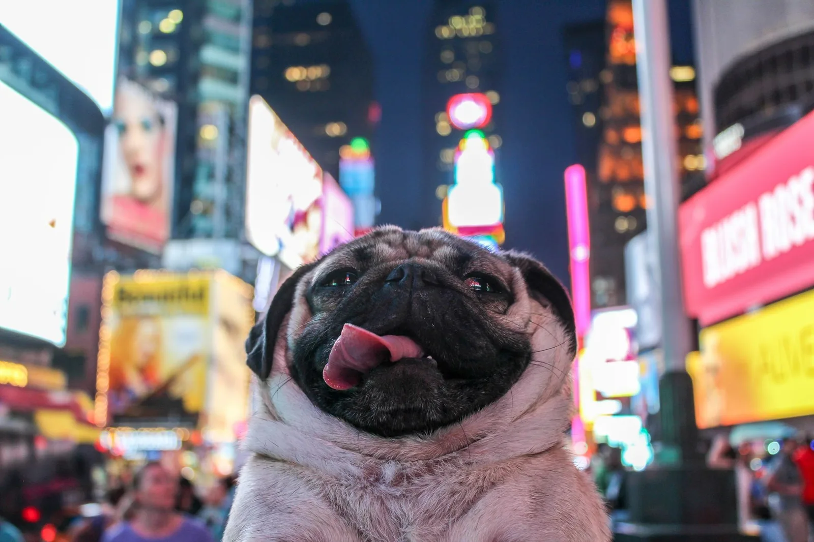 Carlino