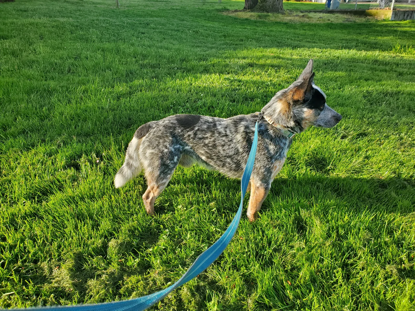 Cattle Dog Australiano