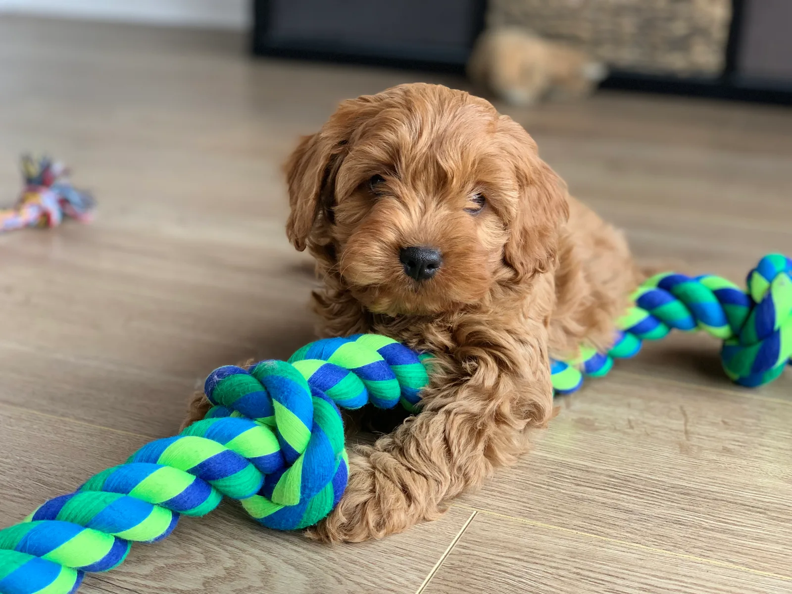 Cavapoo