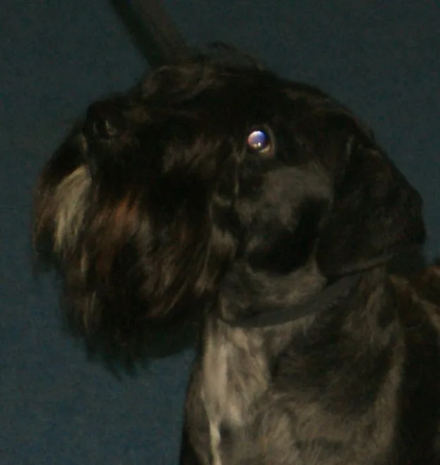 Cesky Terrier