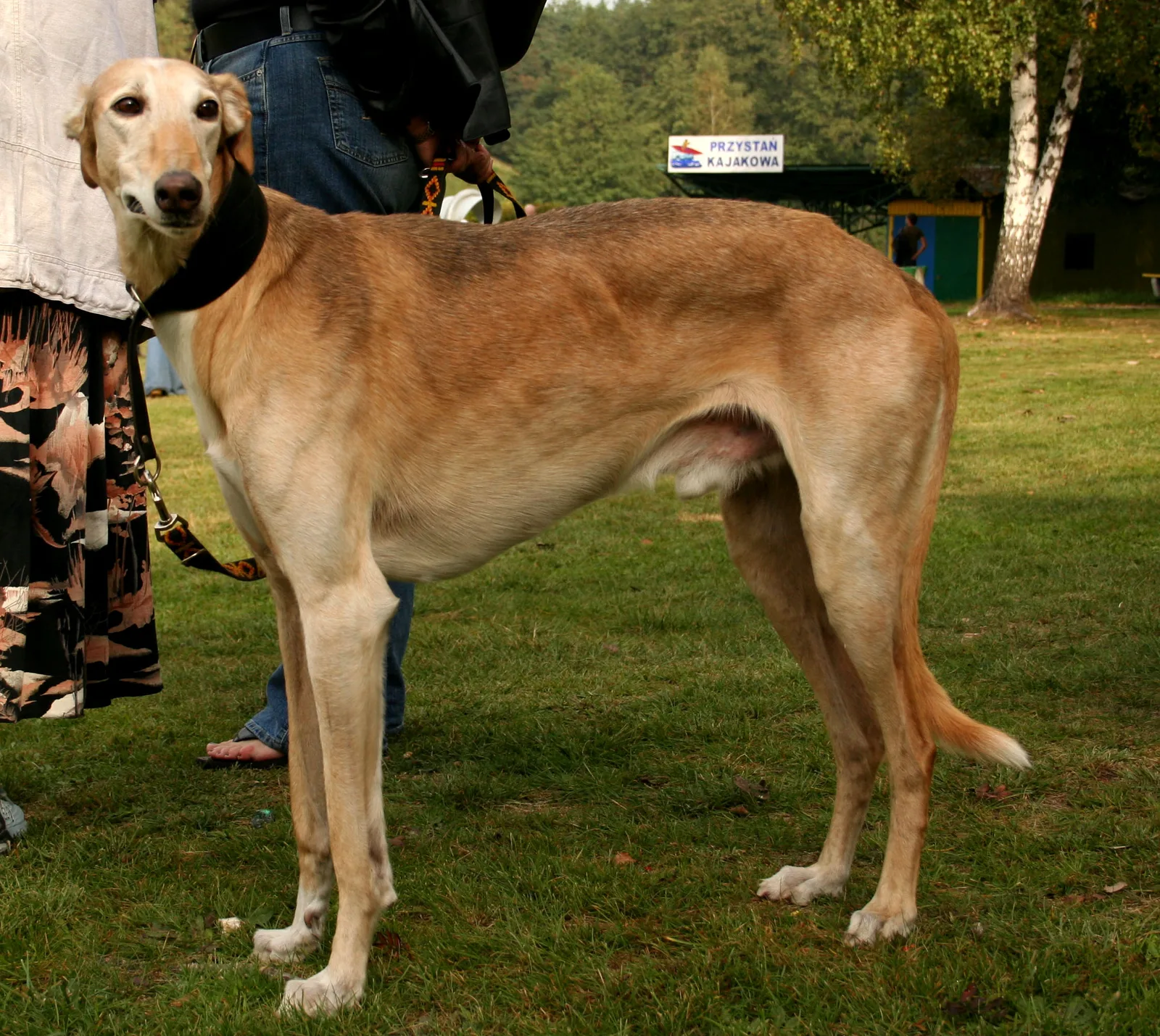 Lebrel Polaco