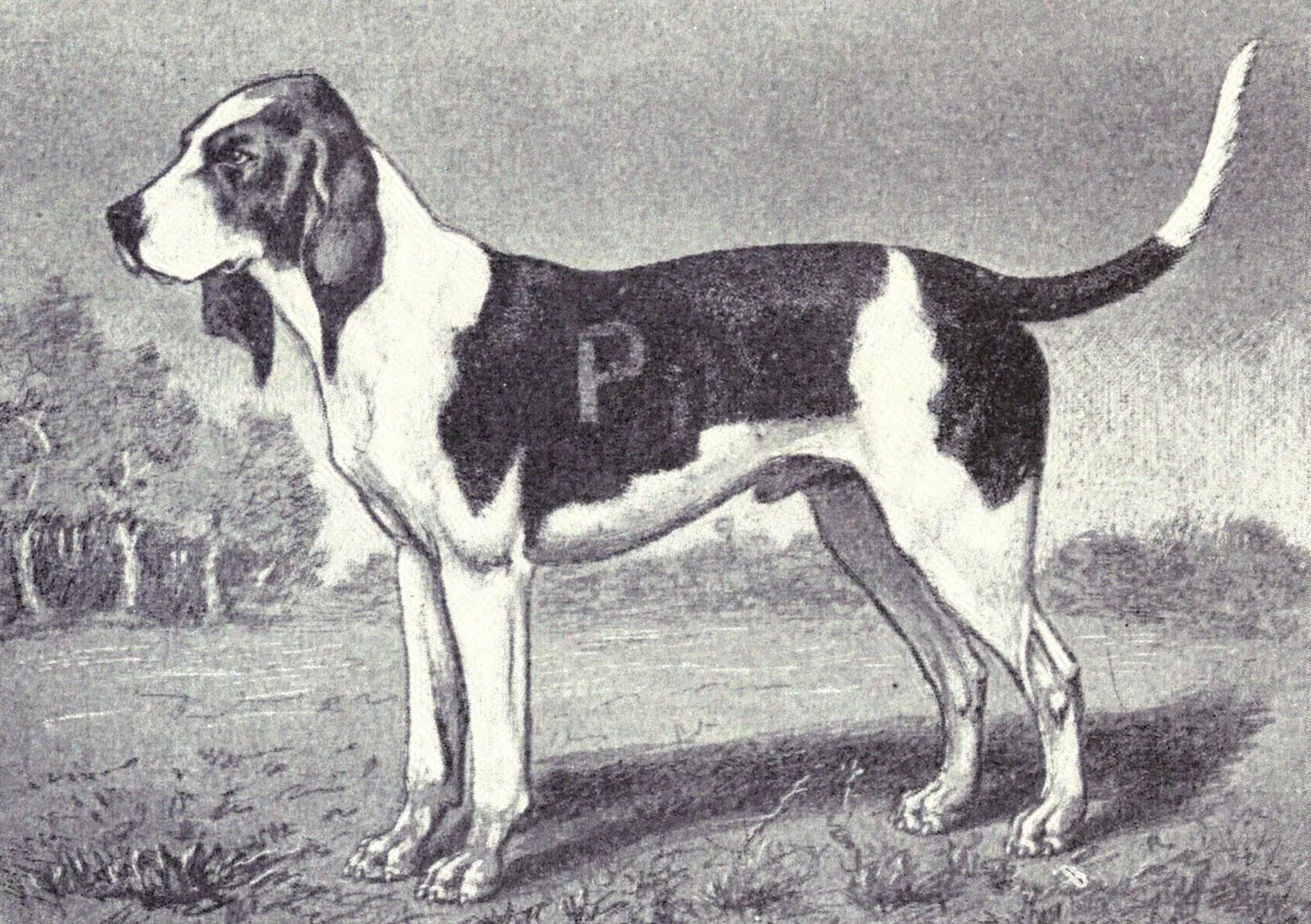 Chien d'Artois