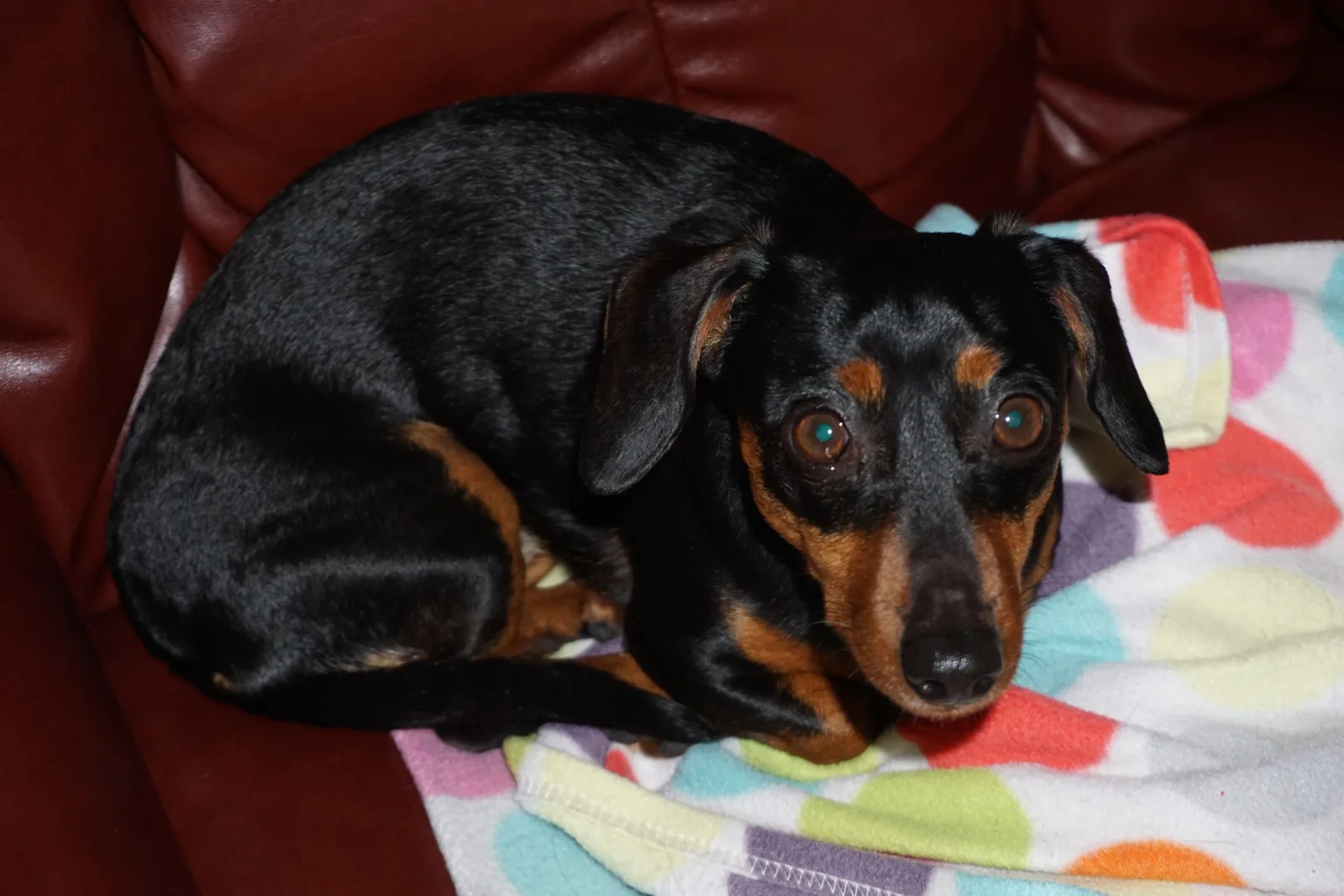Chiweenie