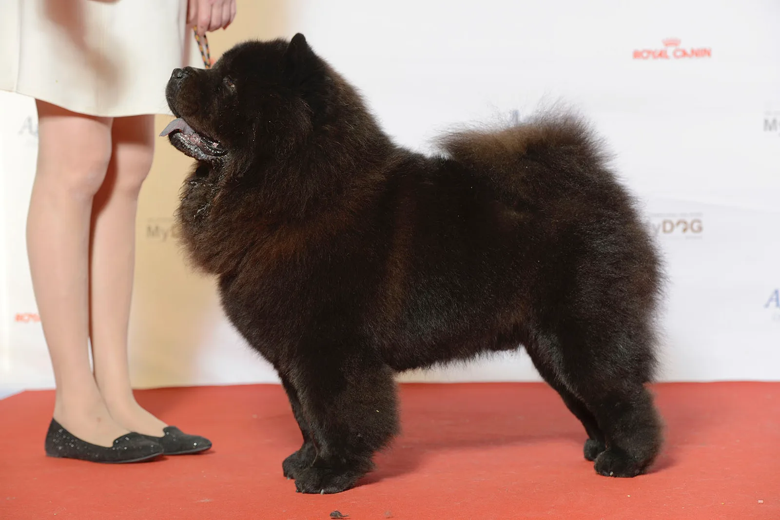 Chow Chow