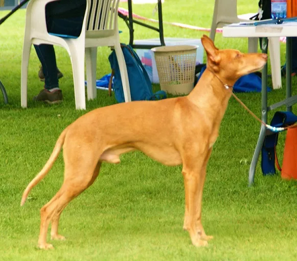Cirneco del Etna