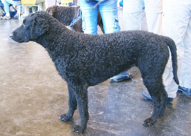 Cobrador de Pelo Rizado