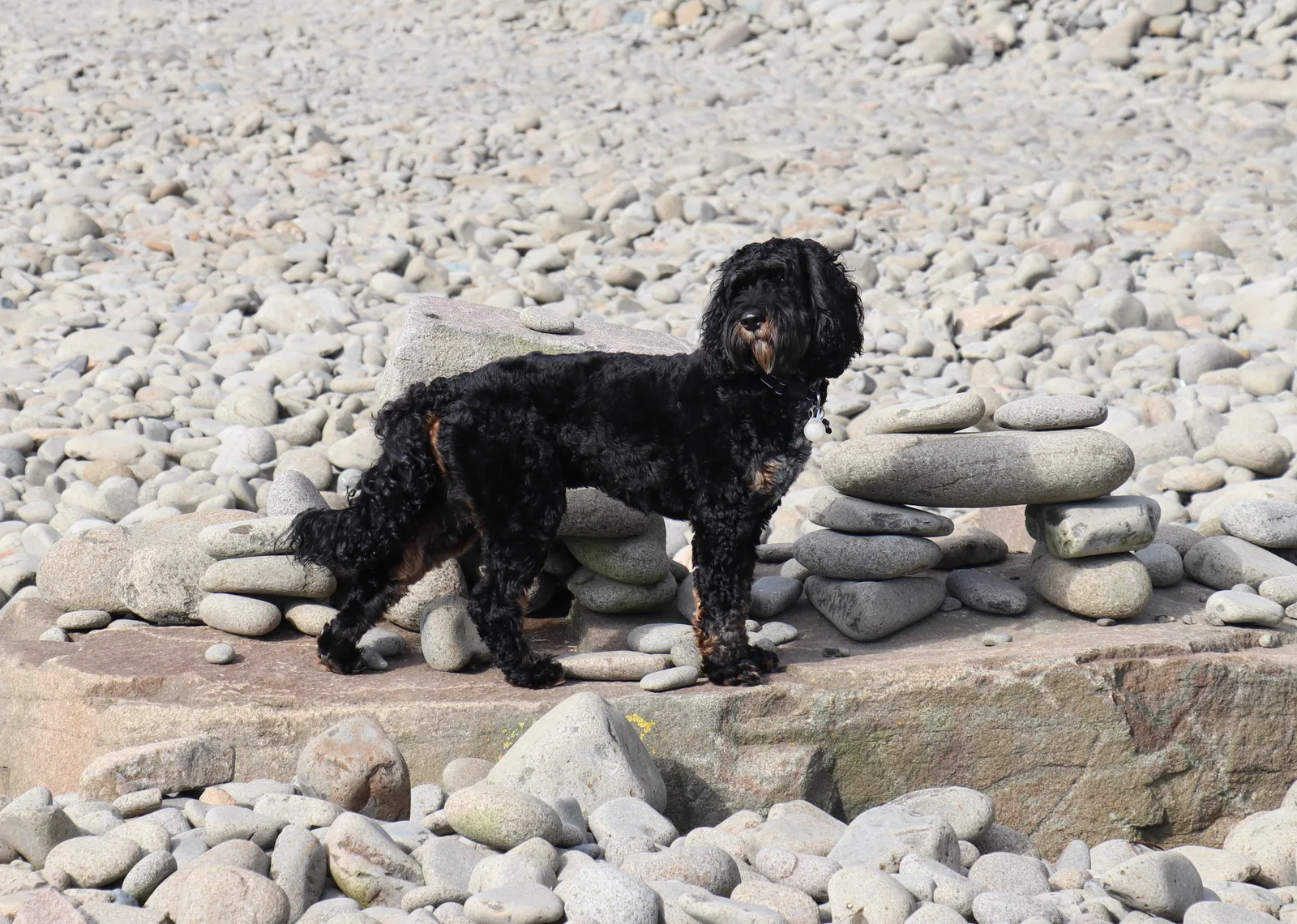 Cockapoo