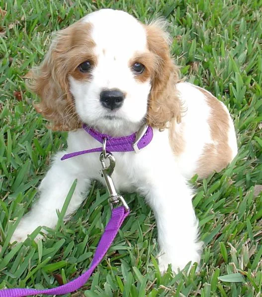 Cocker Spaniel Americano