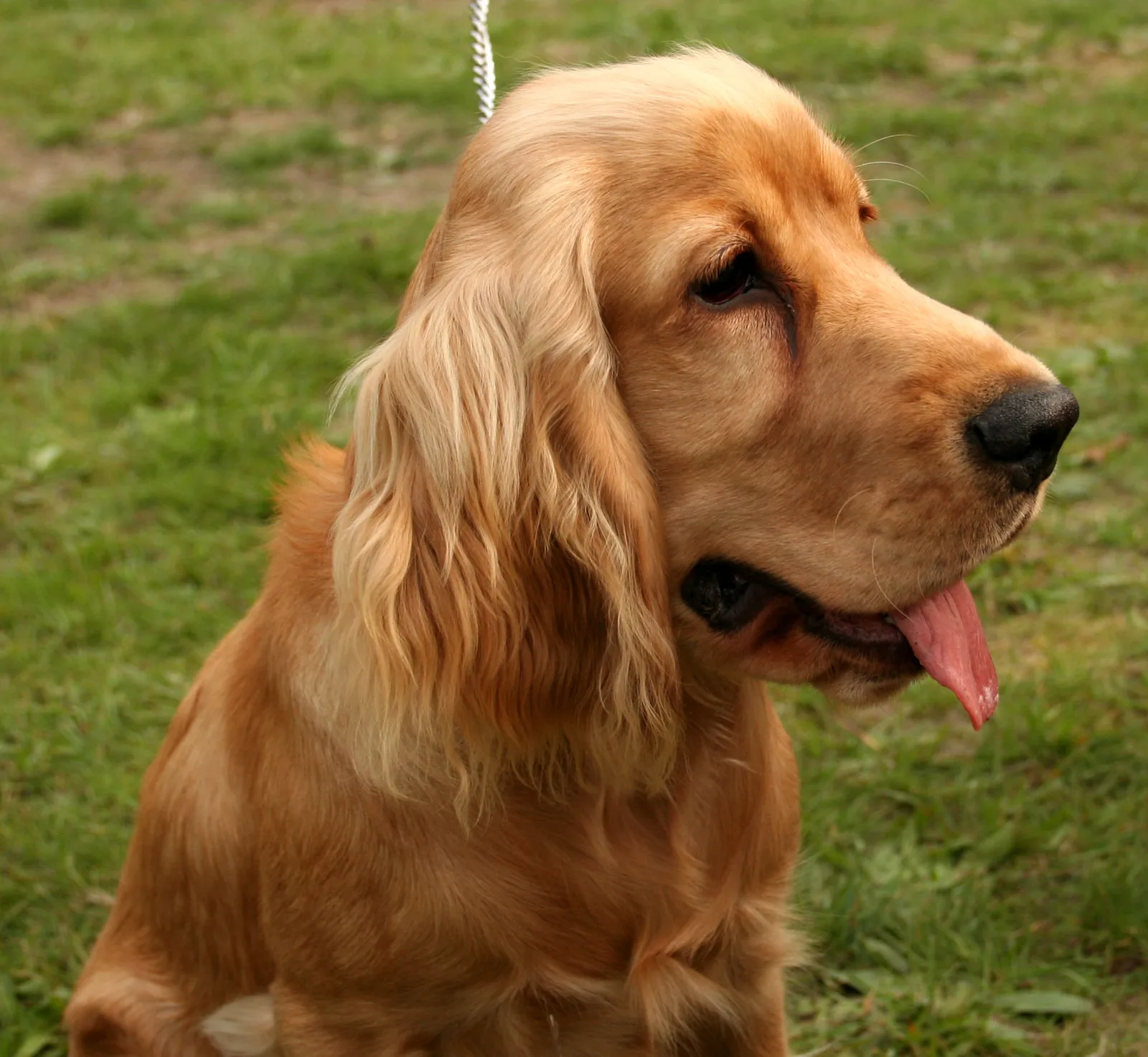 Cocker Spaniel Inglés