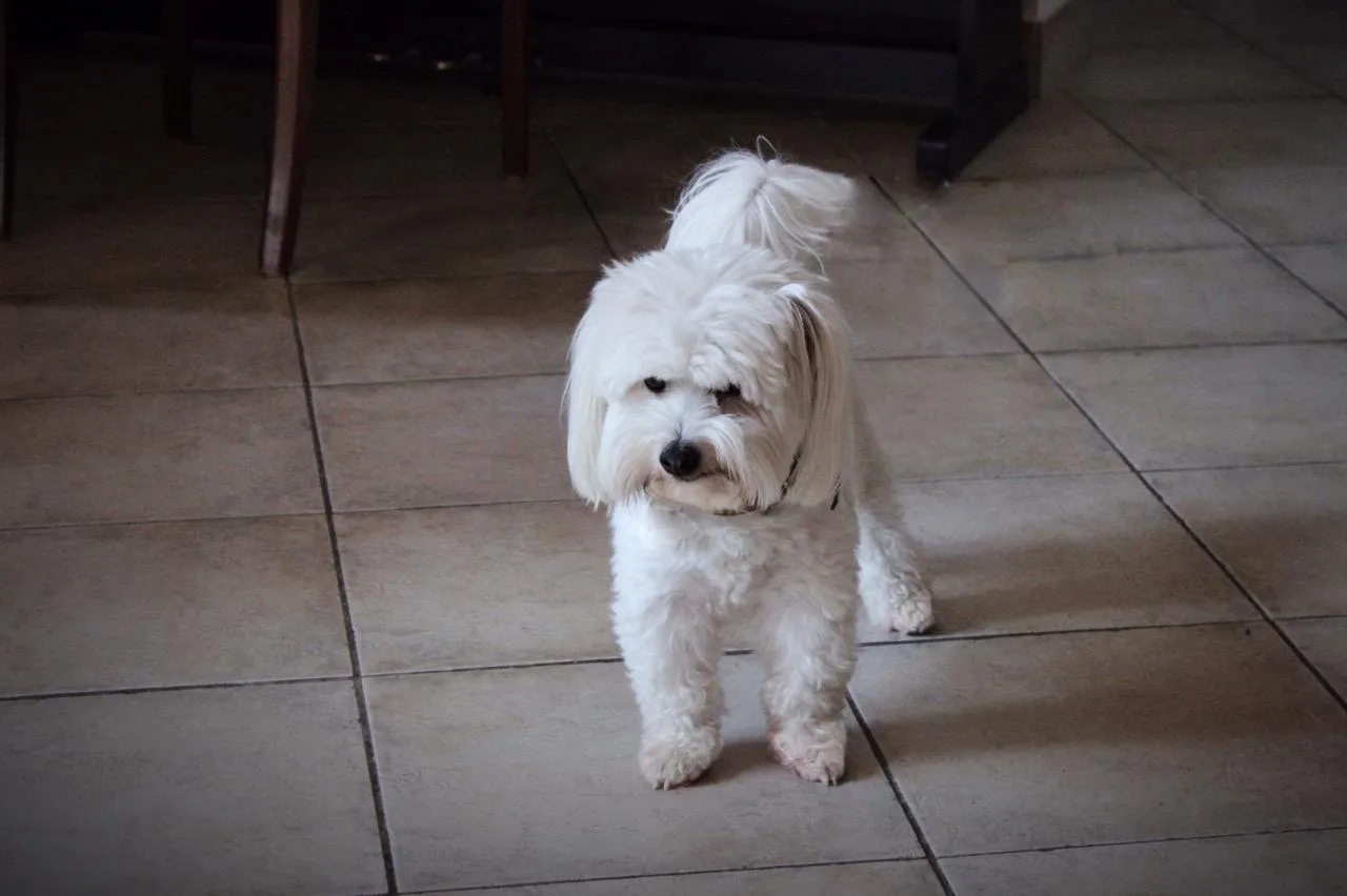 Coton de Tuléar