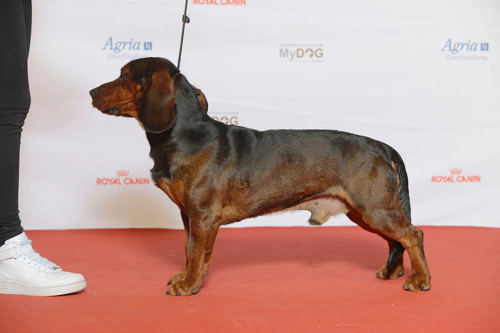 Dachsbracke Alpina