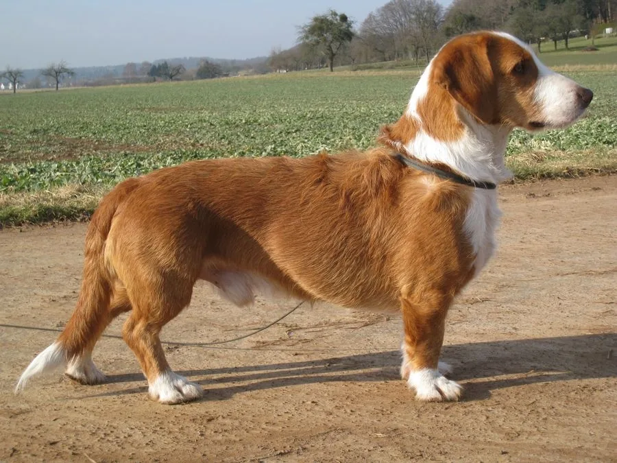 Dachsbracke de Westfalia
