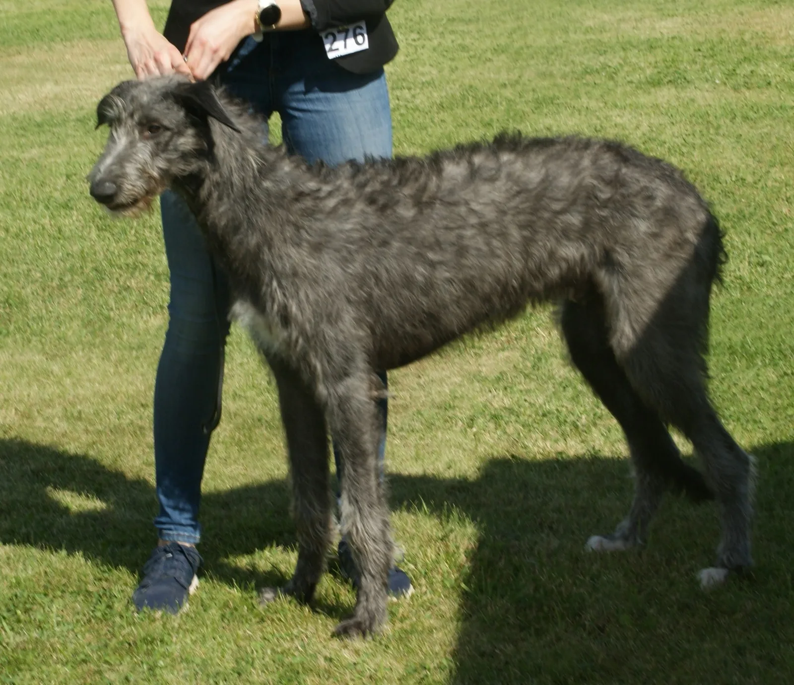 Deerhound Escocés