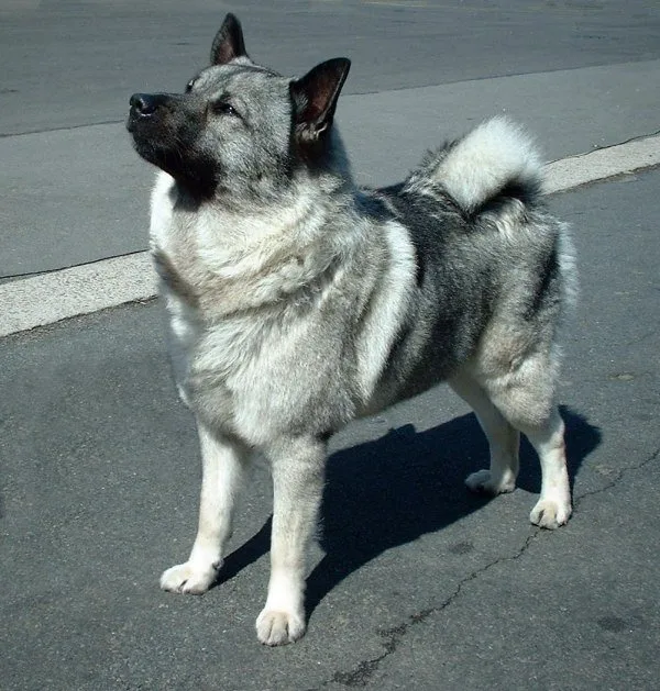 Elkhound Noruego