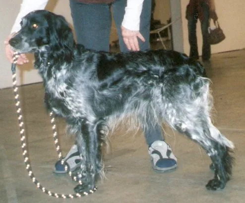 Spaniel Azul de Picardía