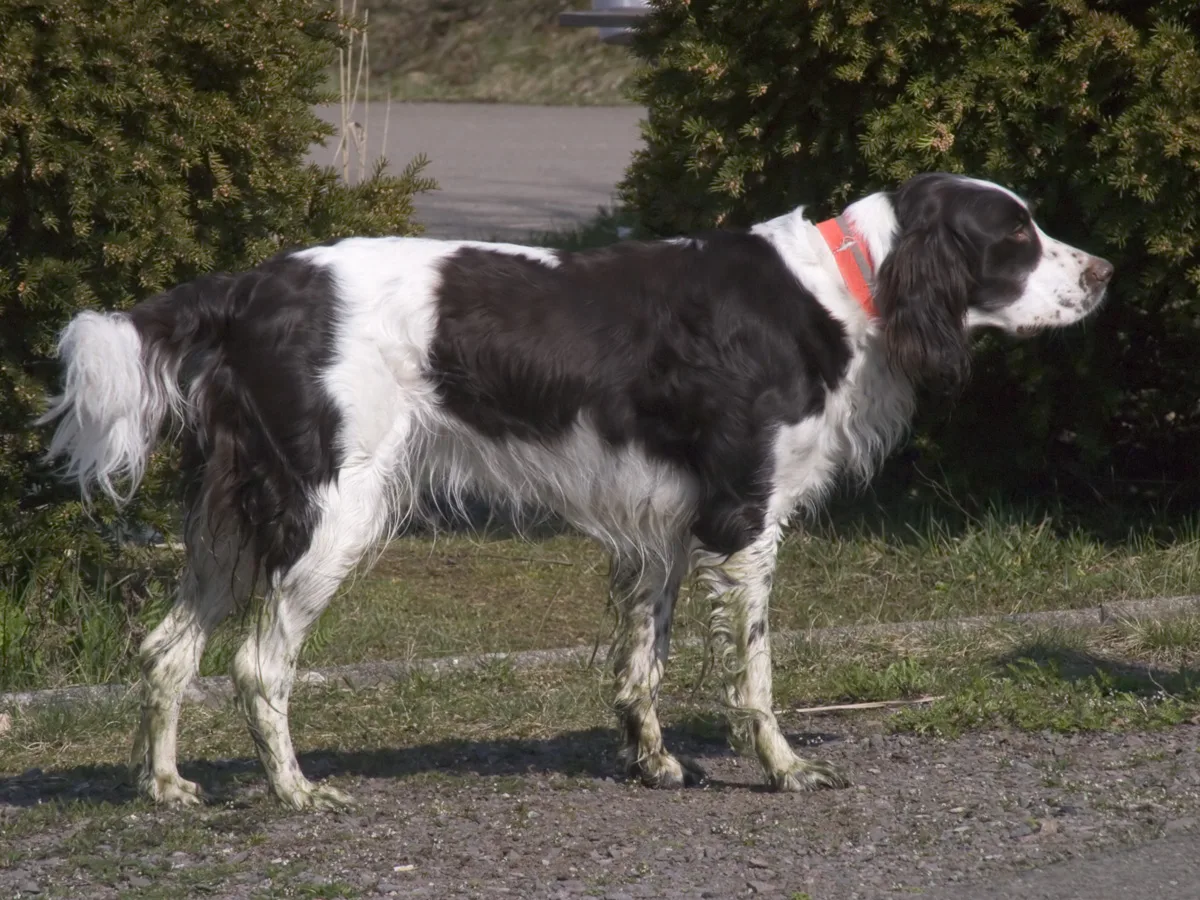 Spaniel Francés