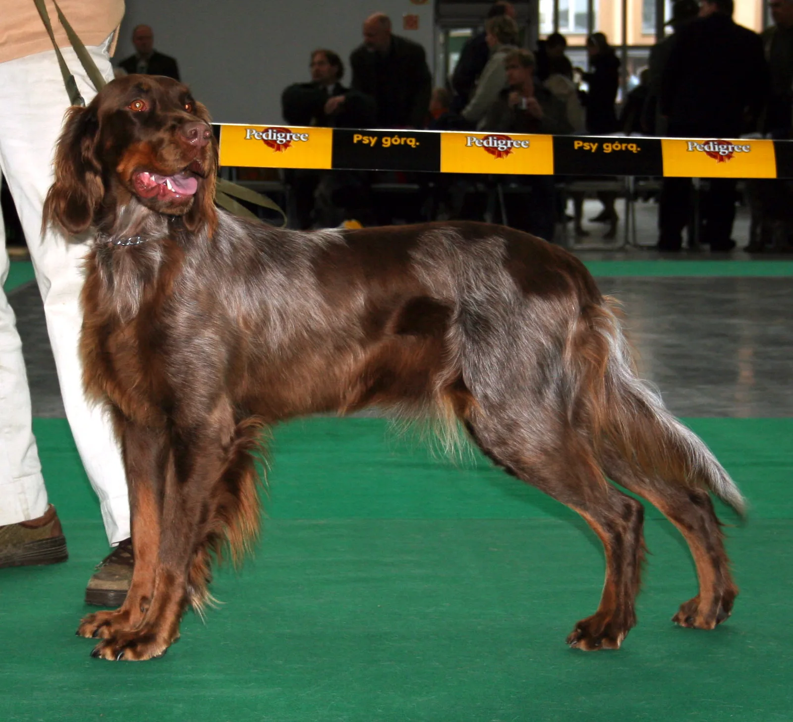 Spaniel Picardo