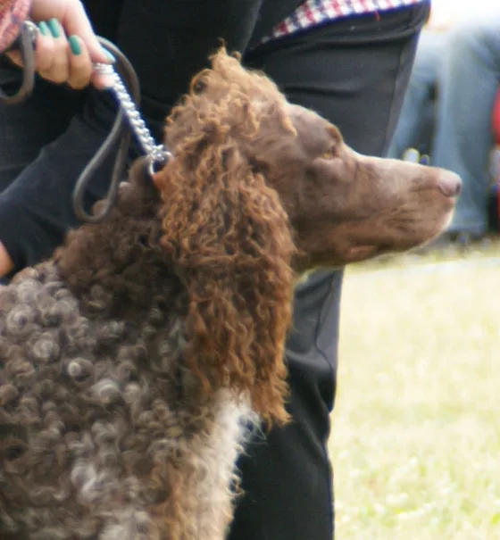 Spaniel de Pont-Audemer