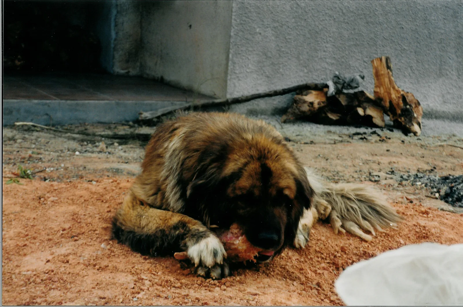 Perro de la Sierra de la Estrela