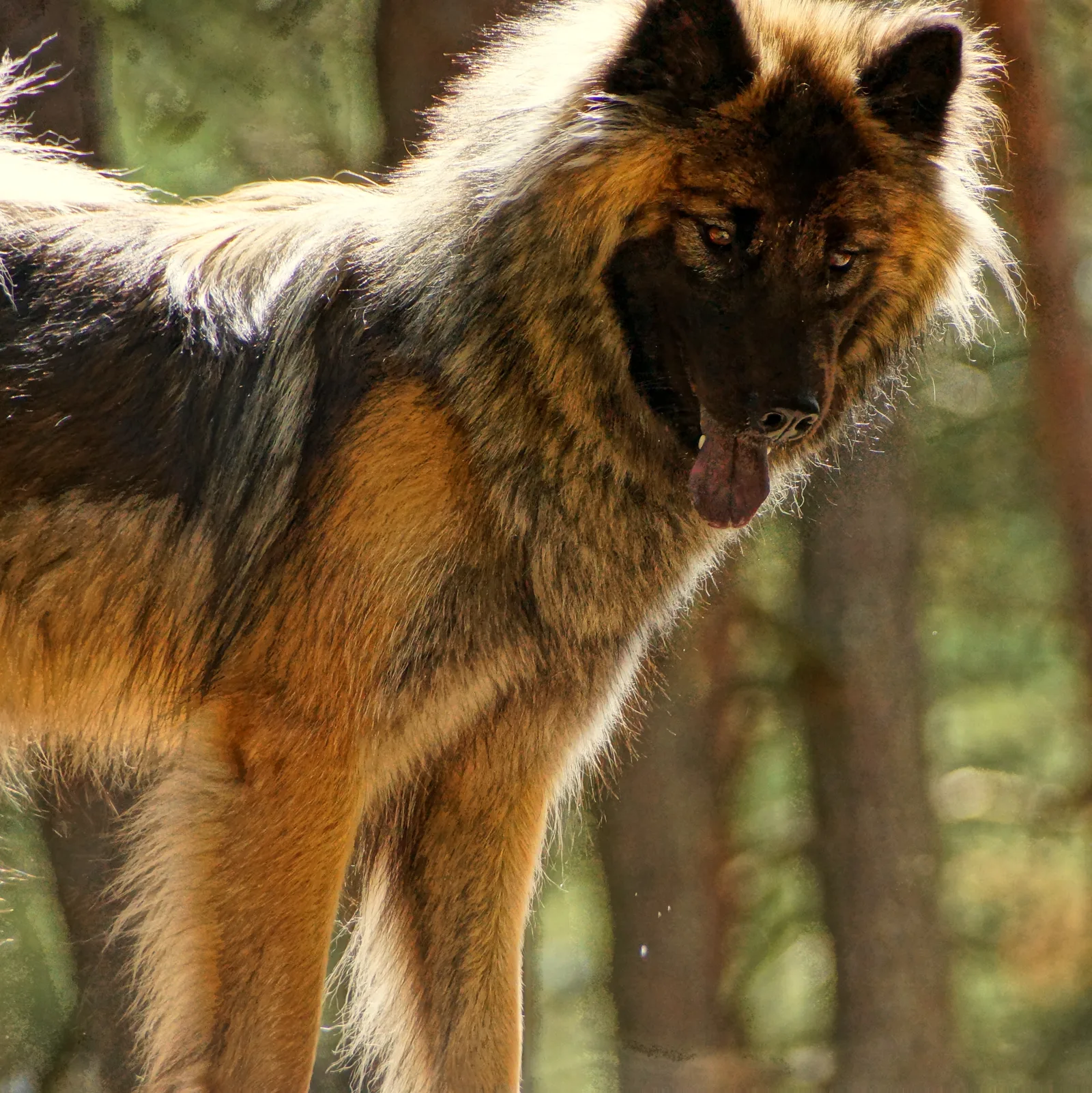 Eurasier