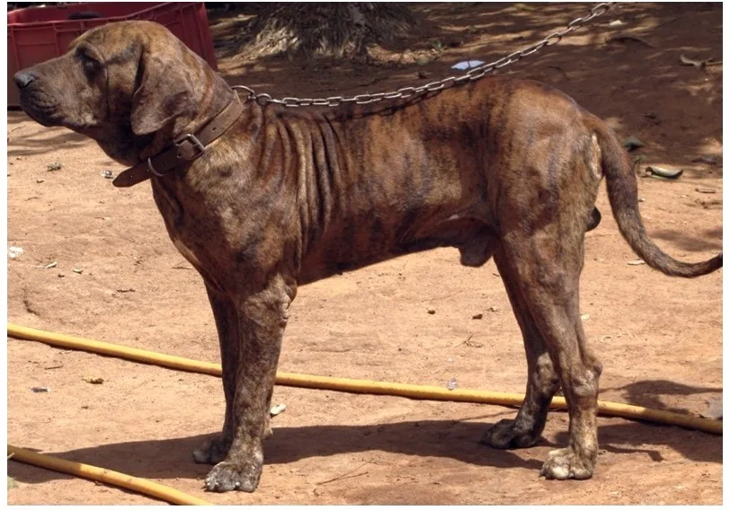 Fila Brasileiro