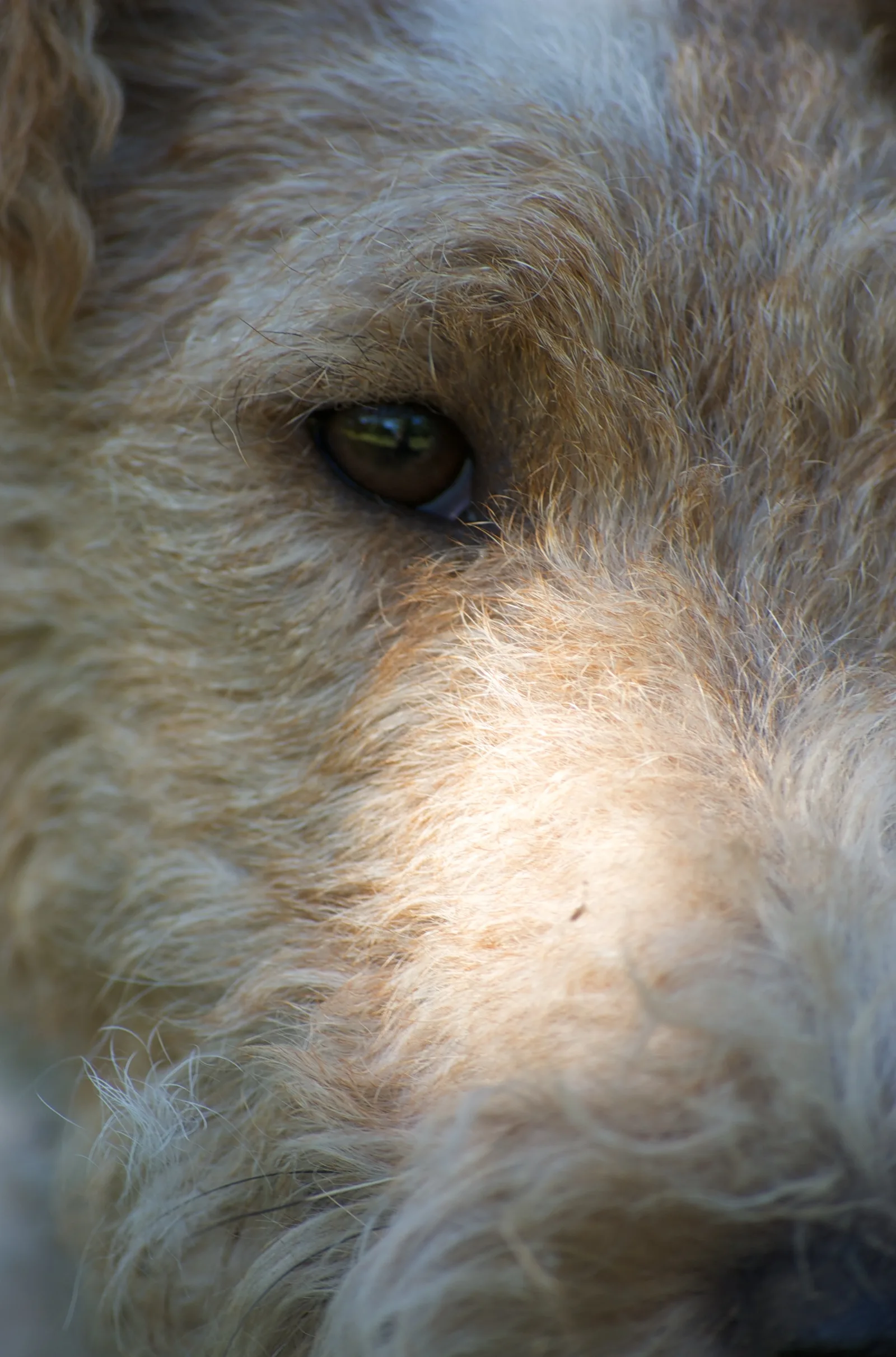 Fox Terrier de Pelo Duro