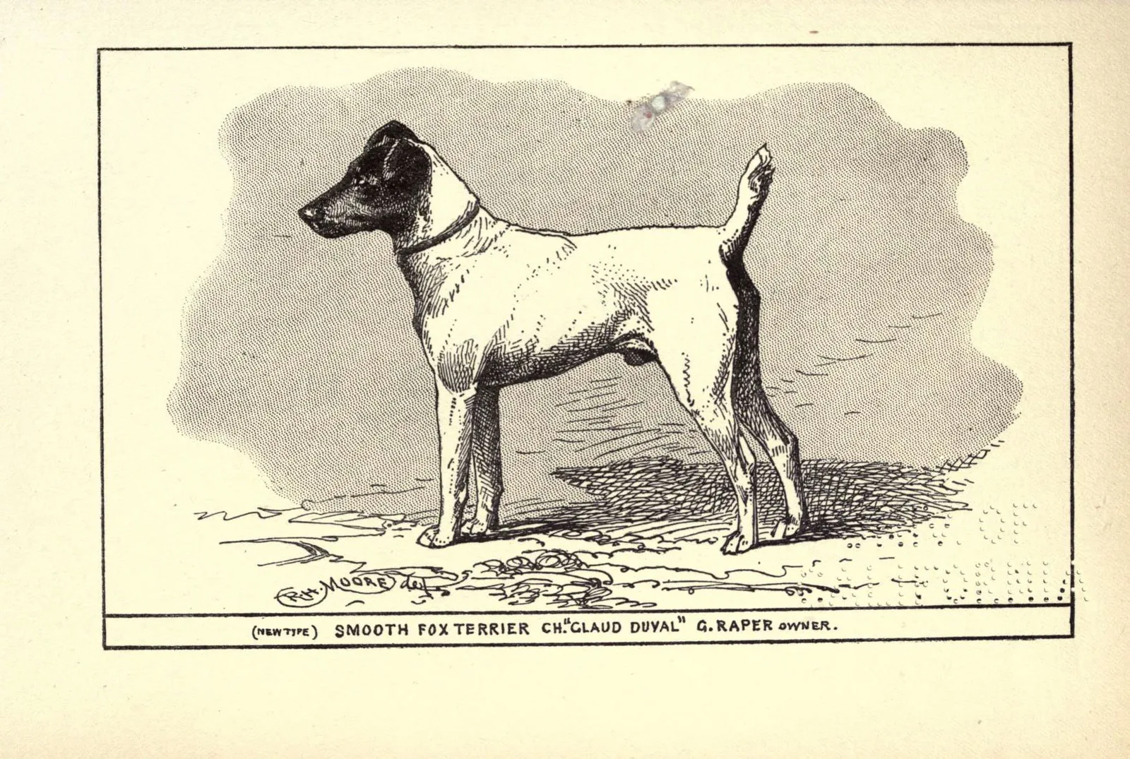 Fox Terrier de Pelo Liso