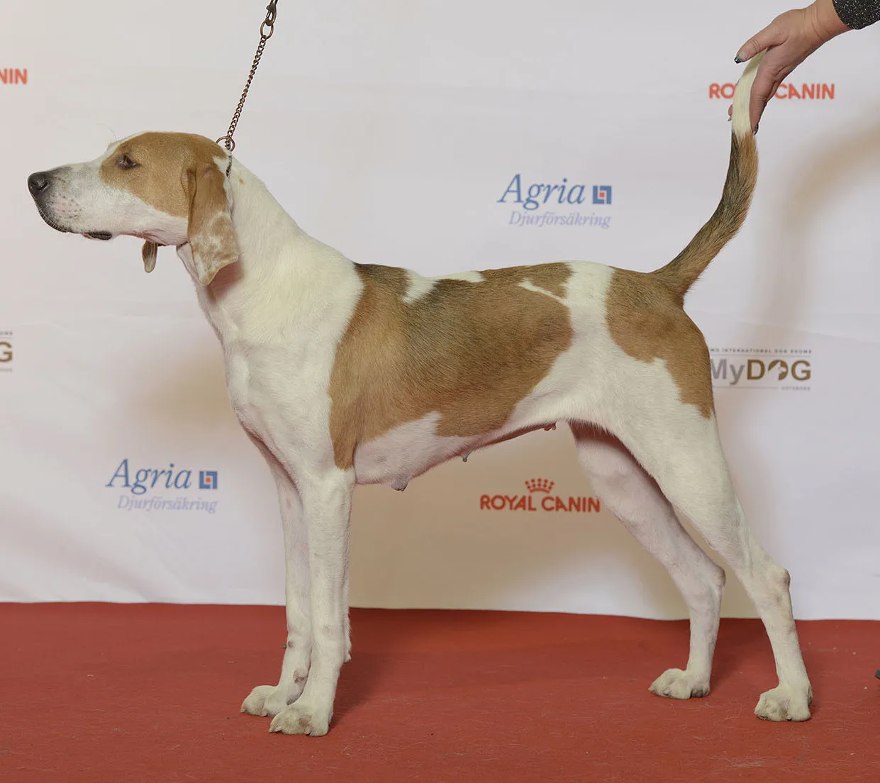 Foxhound Americano