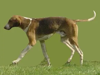 Foxhound Inglés